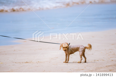 Wet dog refusing to enter the sea while the owner tries to lead it on a sandy beach Wet dog refusing to enter the sea while the owner tries to lead it on a sandy beach 141899413