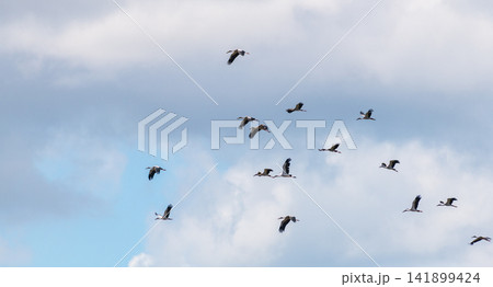 Flock of storks flying through a cloudy sky during migration 141899424