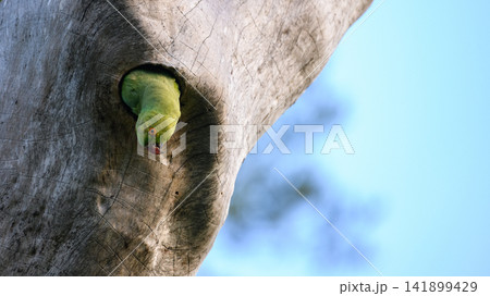 Parrot peeking from a tree hollow Parrot peeking from a tree hollow 141899429