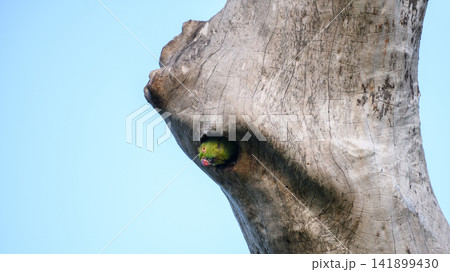 Parrot peeking from a tree hollow Parrot peeking from a tree hollow 141899430