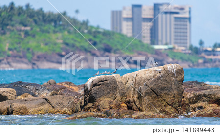Terns perched on rocks with turquoise ocean and tropical coastal landscape 141899443