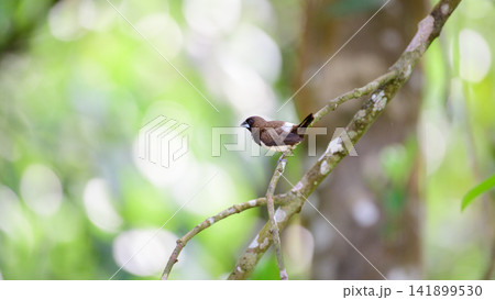 White-rumped Munia bird perched on a tree branch with a soft green forest bokeh background White-rumped Munia bird perched on a tree branch with a soft green forest bokeh background 141899530