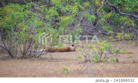 Leopard resting on the forest floor 141899532