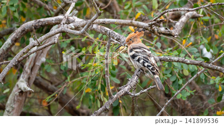 Eurasian hoopoe perched on a tree branch in Yala National Park Eurasian hoopoe perched on a tree branch in Yala National Park 141899536
