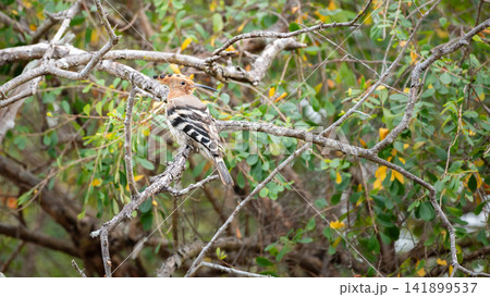 Eurasian hoopoe perched on a tree branch in Yala National Park 141899537