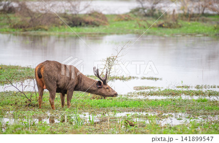 Sambar deer grazing in a freshwater wetland habitat in Yala National Park Sambar deer grazing in a freshwater wetland habitat in Yala National Park 141899547