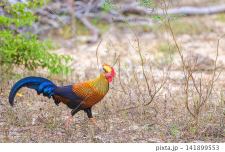 Sri Lankan junglefowl rooster walking through a dry forest habitat in Yala National Park Sri Lankan junglefowl rooster walking through a dry forest habitat in Yala National Park 141899553