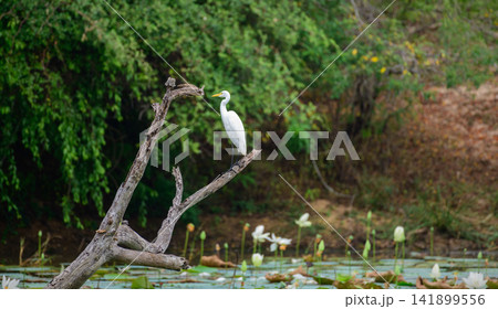 Great egret perched on a dead tree branch above a lotus pond in a natural wetland in Yala National Park 141899556