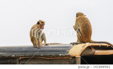 Toque macaques sitting on the roof of a safari jeep in Yala National Park, Sri Lanka 141899561