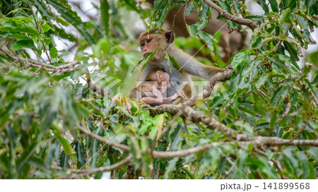 Toque macaque mother gently holding her newborn infant among the leafy forest canopy Toque macaque mother gently holding her newborn infant among the leafy forest canopy 141899568