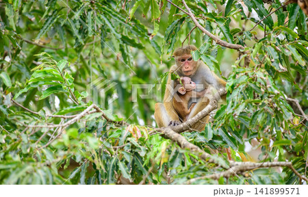 Toque macaque mother gently holding her newborn infant among the leafy forest canopy Toque macaque mother gently holding her newborn infant among the leafy forest canopy 141899571