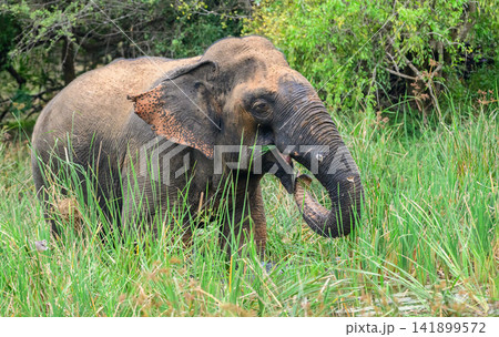 Wild elephant eating fresh grass in Yala National Park, surrounded by lush green vegetation. 141899572