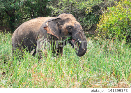 Wild elephant eating fresh grass in Yala National Park, surrounded by lush green vegetation. Wild elephant eating fresh grass in Yala National Park, surrounded by lush green vegetation. 141899578