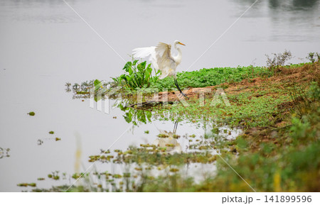 Great egret landing on the edge of a wetland Great egret landing on the edge of a wetland 141899596