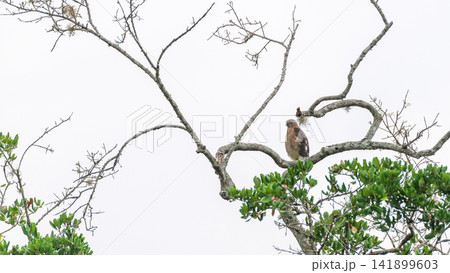 Shikra perched on a tree branch against a white sky 141899603