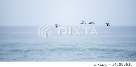 Flock of Eurasian whimbrels flying over a calm ocean during coastal migration with copy space Flock of Eurasian whimbrels flying over a calm ocean during coastal migration with copy space 141899630