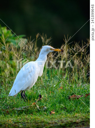 Cattle egret standing in lush green grass with a freshly caught skink in its beak 141899648