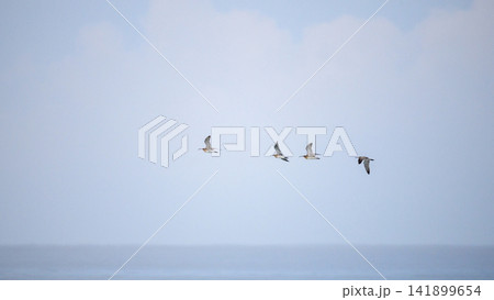 Flock of Eurasian whimbrels flying over a calm ocean during coastal migration with copy space Flock of Eurasian whimbrels flying over a calm ocean during coastal migration with copy space 141899654