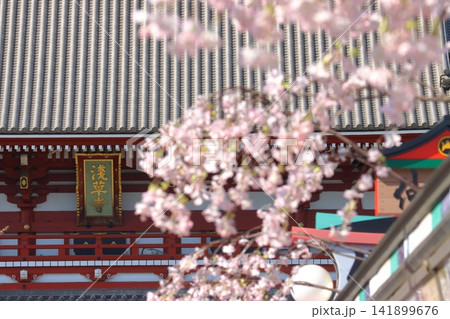 桜の飾りつけがされた浅草寺　春の浅草寺 141899676