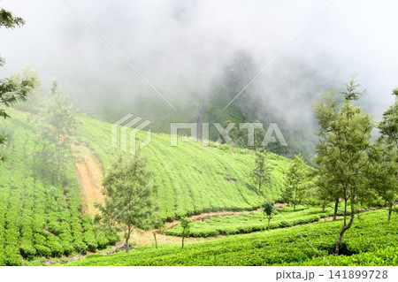 Misty green tea plantation covering the rolling hills of Nuwara Eliya, Sri Lanka, with neatly arranged tea bushes, winding roads, and dense fog Misty green tea plantation covering the rolling hills of Nuwara Eliya, Sri Lanka, with neatly arranged tea bushes, winding roads, and dense fog 141899728