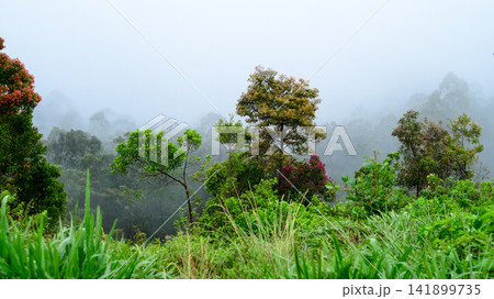 Lush vegetation and trees cover a misty mountain hillside. Dense fog softly obscures the forest landscape 141899735