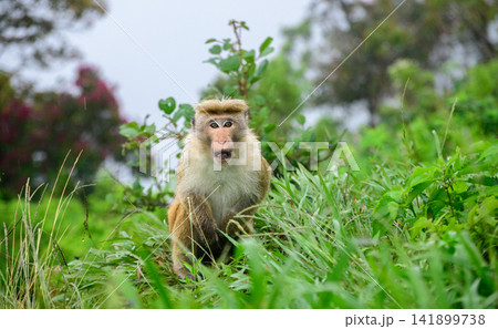Shivering toque macaque sits alert among lush green grass during cool mountain weather Shivering toque macaque sits alert among lush green grass during cool mountain weather 141899738