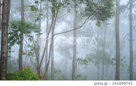 Morning in the woods. Misty forest filled with tall trees, dense green foliage, and slender branches fading into soft fog 141899743