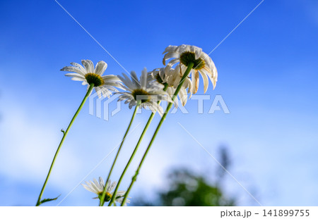 Daisy against a blue sky. White daisies with water droplets viewed from below against a blue sky backdrop. Daisy against a blue sky. White daisies with water droplets viewed from below against a blue sky backdrop. 141899755