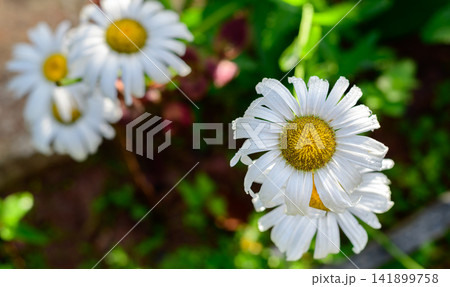 White daisy flowers with bright yellow centers and fresh water droplets in the home garden, high-angle view White daisy flowers with bright yellow centers and fresh water droplets in the home garden, high-angle view 141899758