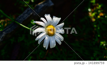 White daisy flower illuminated by morning light White daisy flower illuminated by morning light 141899759