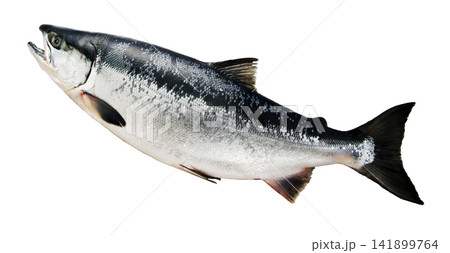 上向きのポーズのよく太ったおいしい天然ベニザケ魚体切り抜き画像 141899764