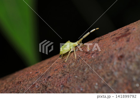 横から観察する明るい黄緑色のハラビロヘリカメムシ幼虫（アウトドアフィールド昆虫生態マクロ撮影） 141899792