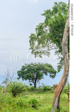 Tropical landscape with mature trees, green vegetation, and an open grassy field beneath a bright overcast sky 141899950