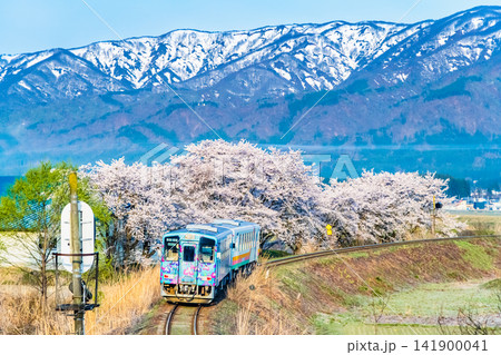 山形鉄道フラワー長井線 残雪の山を背景に桜並木を走る列車(荒砥-四季の郷) 山形鉄道フラワー長井線 残雪の山を背景に桜並木を走る列車(荒砥-四季の郷) 141900041