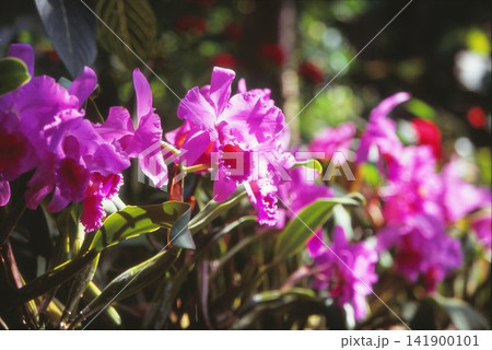 ポジフィルムで撮影した赤いランの花 141900101