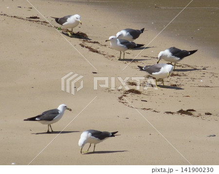 砂浜に集まり羽を休めるカモメたち 砂浜に集まり羽を休めるカモメたち 141900230