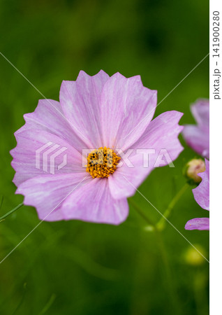 秋桜 秋桜 141900280