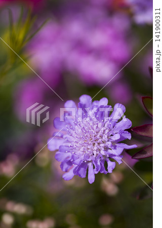 紫色のスカビオサのクローズアップ写真です。学名はScabiosaです。 紫色のスカビオサのクローズアップ写真です。学名はScabiosaです。 141900311