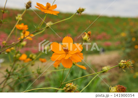 秋に黄色の花を咲かせたキバナコスモス 秋に黄色の花を咲かせたキバナコスモス 141900354