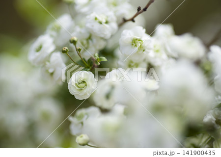 イベリス(Iberis)の白い花が咲いています。 イベリス(Iberis)の白い花が咲いています。 141900435