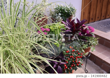 玄関前の花の寄せ植え&寄せ鉢 玄関前の花の寄せ植え&寄せ鉢 141900482