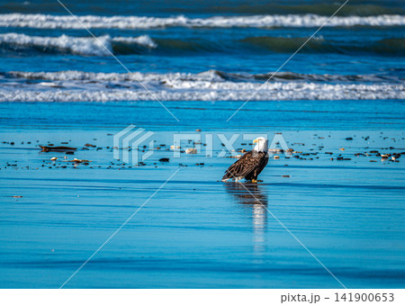 Eagle Near Shore Eagle Near Shore 141900653
