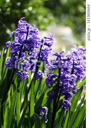 春3月の日差しを浴びて庭に咲く紫色のヒヤシンスの花 141900664