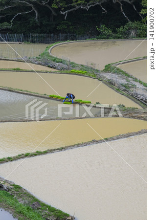 田植えの準備が整った平戸島の春日の棚田 141900702