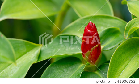 Close up view of a vivid red Indian head ginger flower bud emerging from lush green leaves. Herbs with beautiful flowers are very popular for decorative planting in gardens. Close up view of a vivid red Indian head ginger flower bud emerging from lush green leaves. Herbs with beautiful flowers are very popular for decorative planting in gardens. 141900852