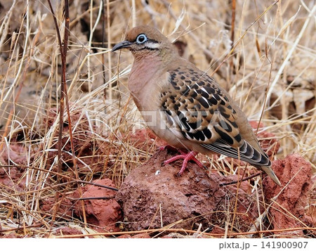 赤茶けた溶岩の上で佇む野生のガラパゴスバト（エクアドル） 141900907