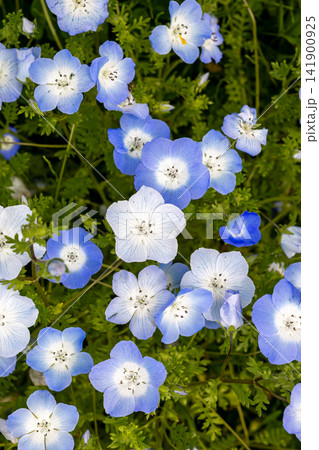 青いネモフィラの花 青いネモフィラの花 141900925