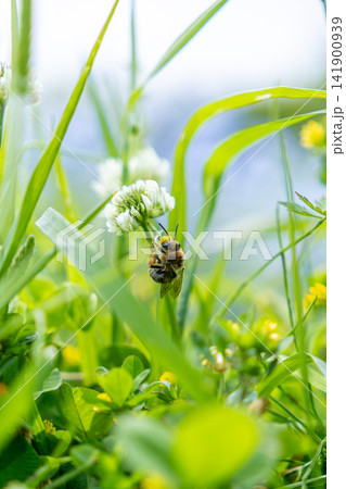 草の中で獲物を探す蜂 草の中で獲物を探す蜂 141900939