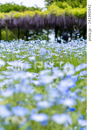 青いネモフィラの花と藤の花 141900942