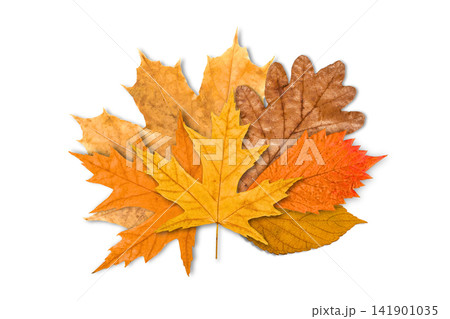 Vibrant assortment of fallen leaves showcases stunning autumn hues, PNG Vibrant assortment of fallen leaves showcases stunning autumn hues, PNG 141901035
